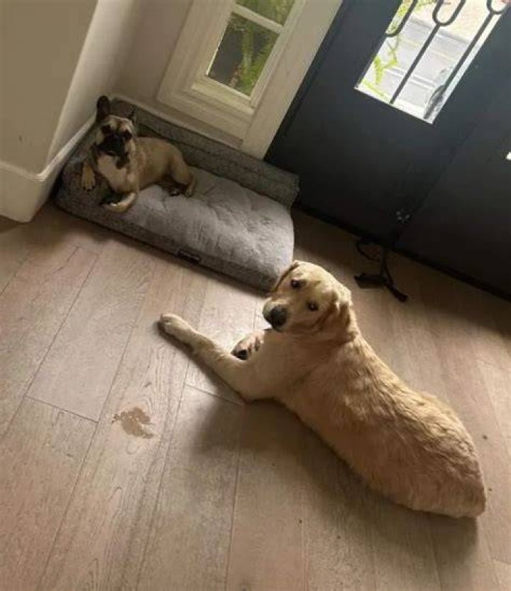 Alexis Bellino Pets