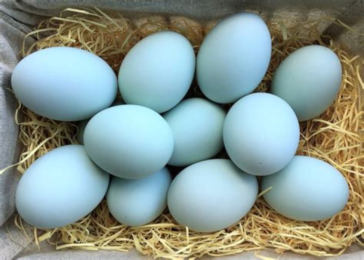 Are all duck eggs blue?