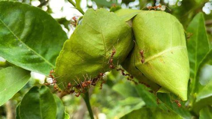 Are ants bad for my lemon tree?