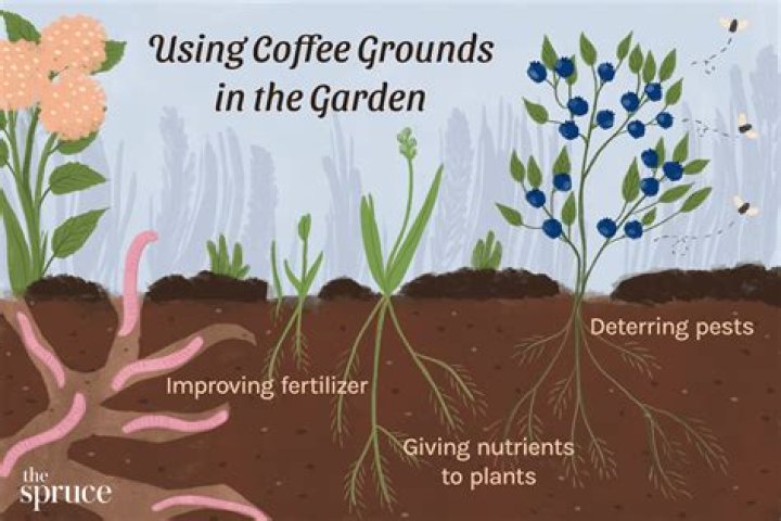 Are coffee grounds good for eggplants?