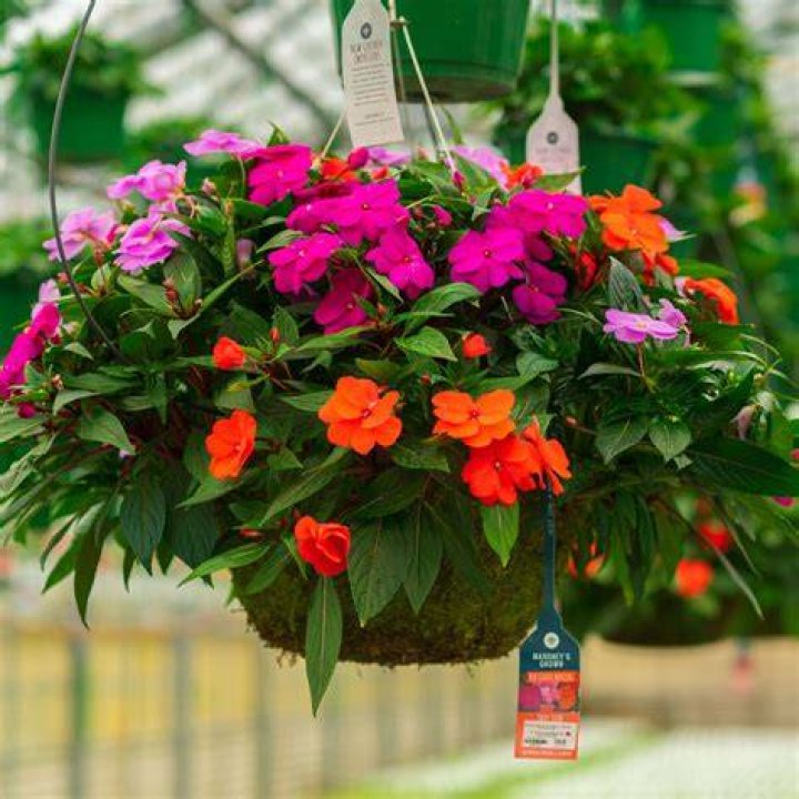 Are impatiens good for hanging baskets?