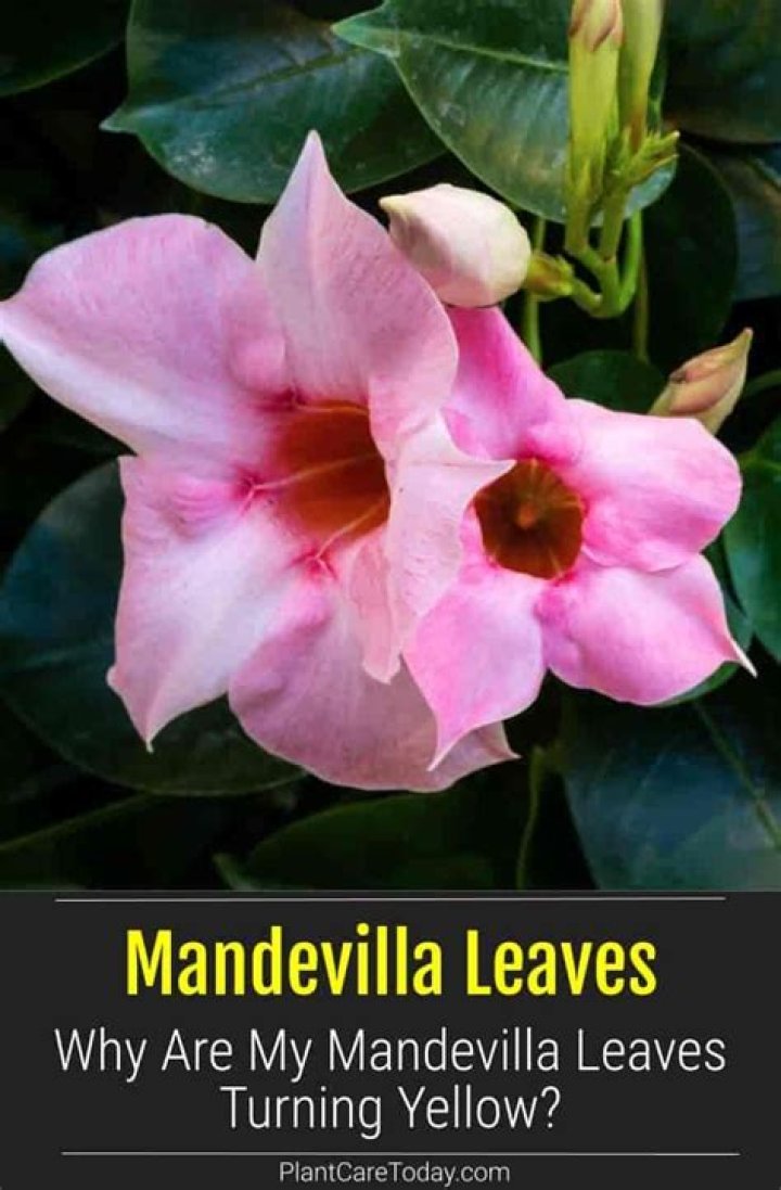Are Mandevilla leaves poisonous?