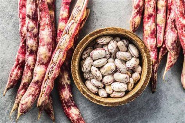 Are October beans and cranberry beans the same?
