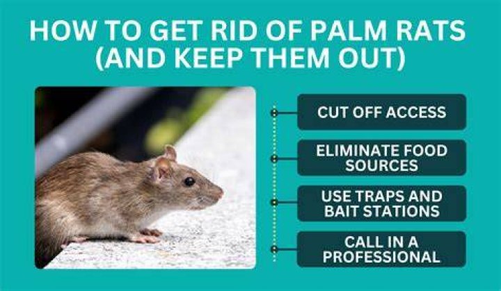 Are Palm rats dangerous?