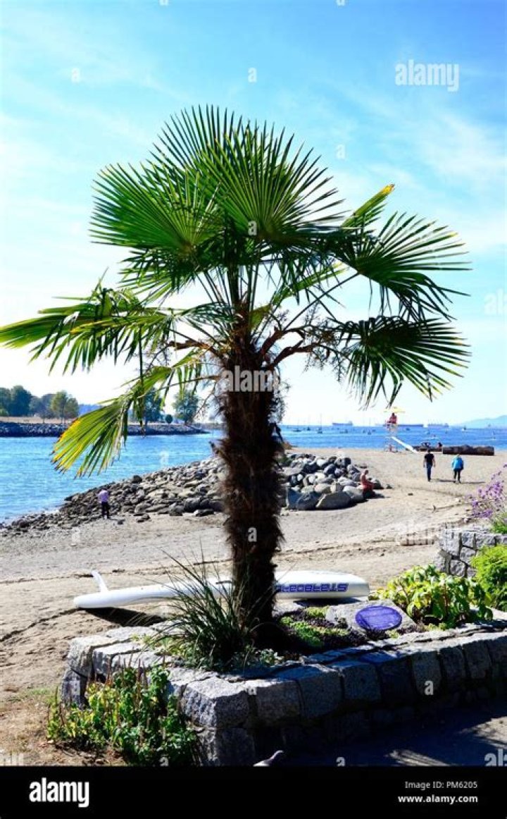 Are palm trees native to Canada?