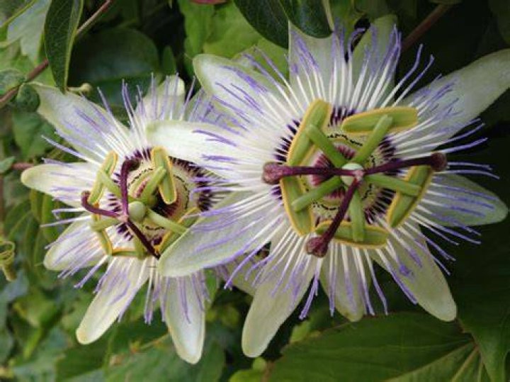 Are passion flower vines deer resistant?