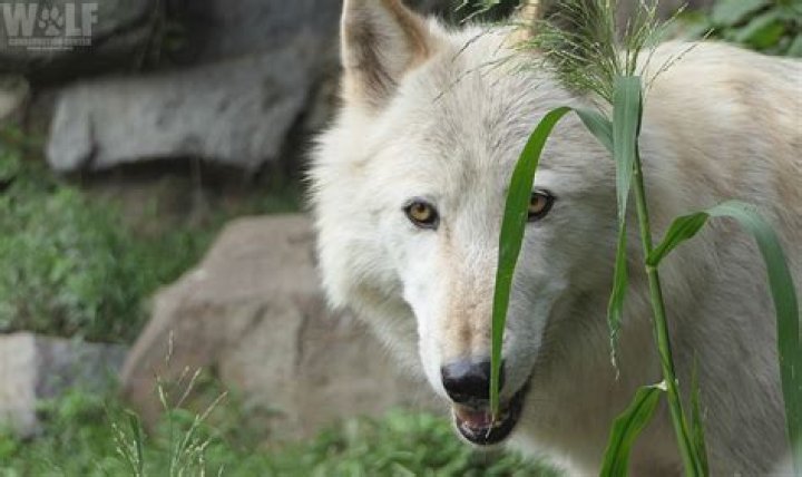 Are there wolves in northeast PA?