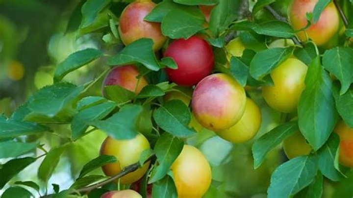 Are wild cherry plums edible?