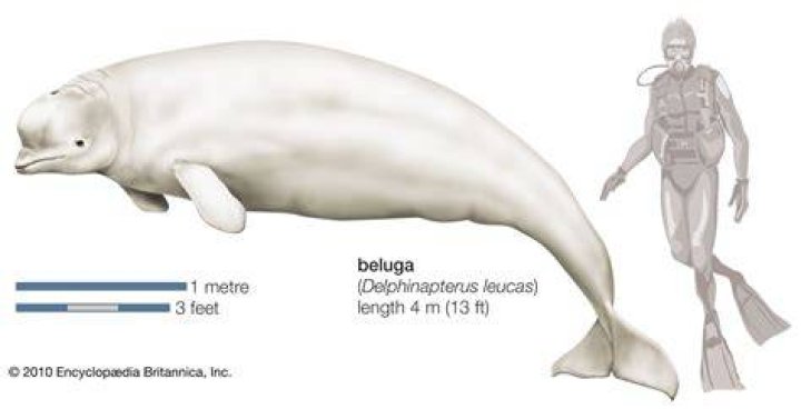 Beluga - Age, Family, Bio