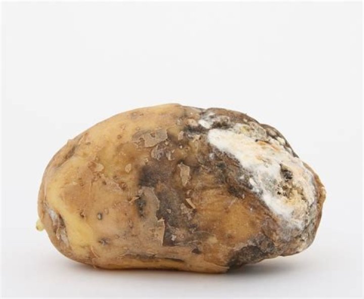 Can a rotten potato kill you?