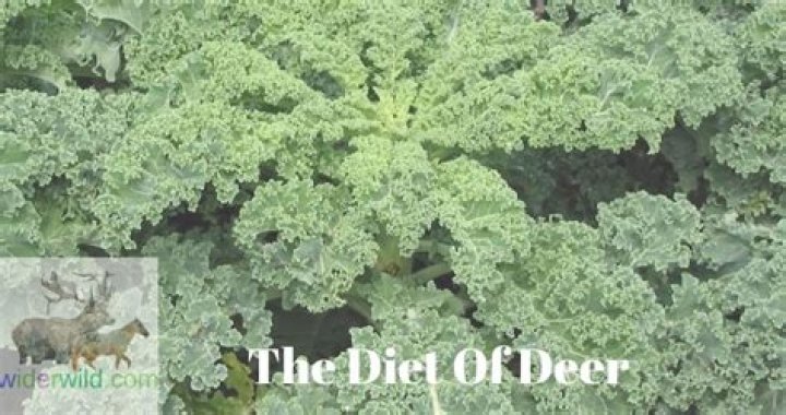 Can deer eat kale?