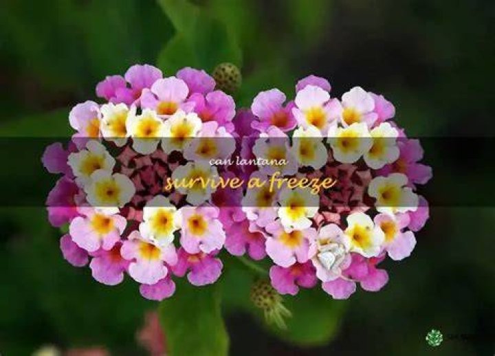 Can Lantana survive a freeze?