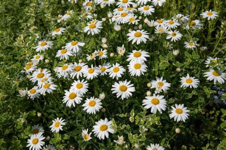 Can Shasta Daisies be divided?