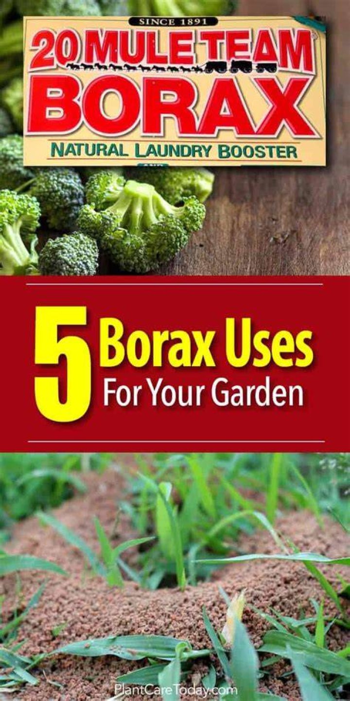 Can you use borax on plants?