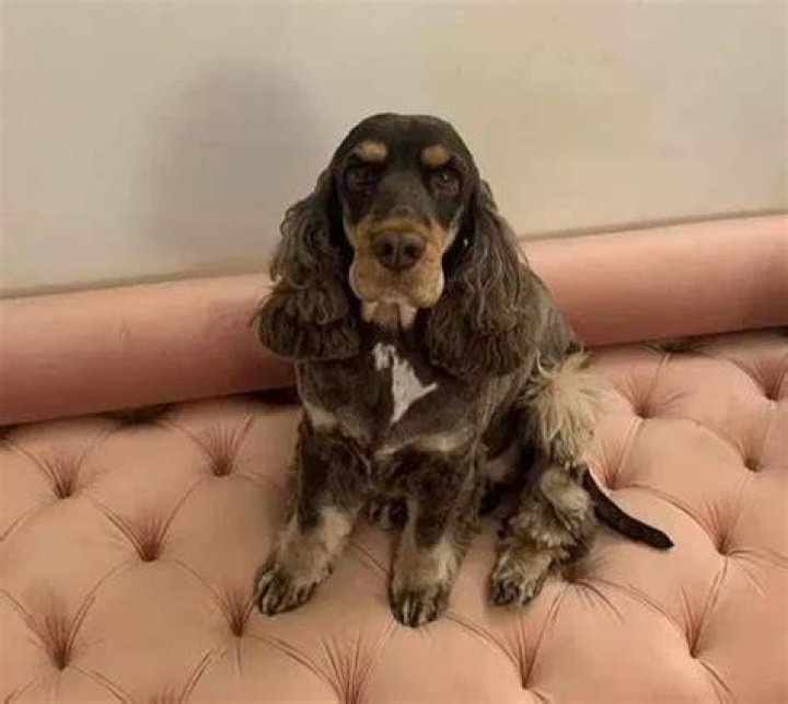 Cristina Mian Pets