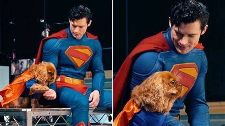 David Corenswet Pets