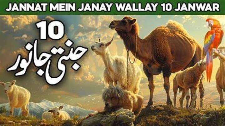 Do Animals Go to Jannah?