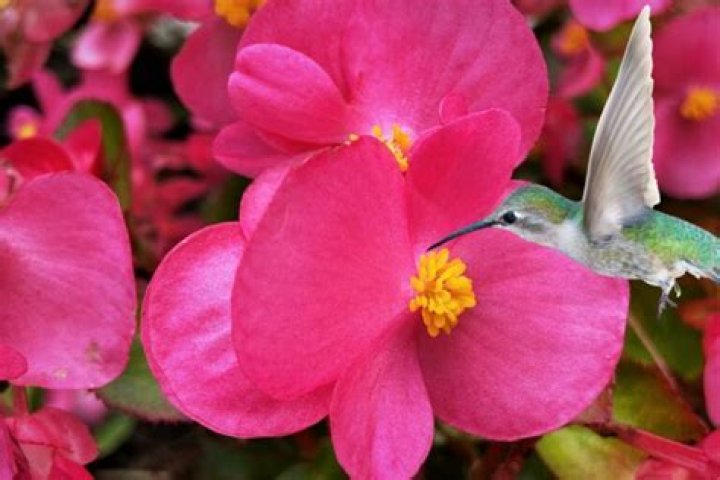 Do begonias attract bees?