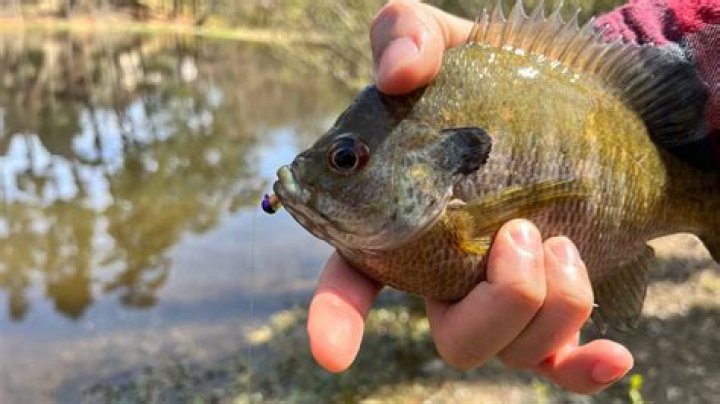 Do bluegill bite humans?