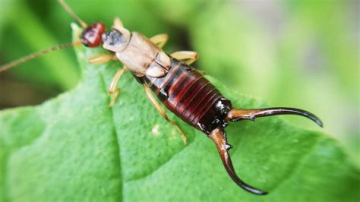 Do bug bombs kill earwigs?