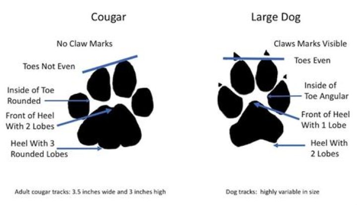 Do cougar tracks have claws?
