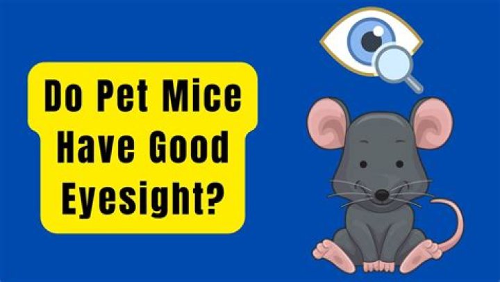 Do mice have good eyesight?