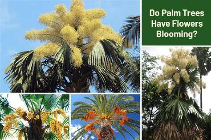 Do palm trees get flowers?