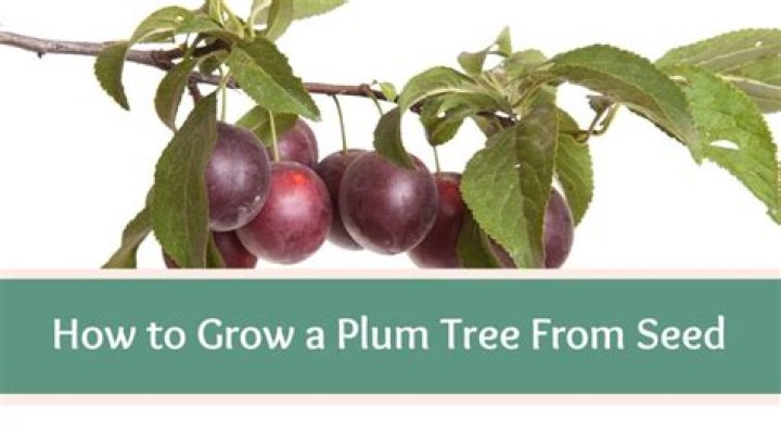 Do plums grow true from seed?