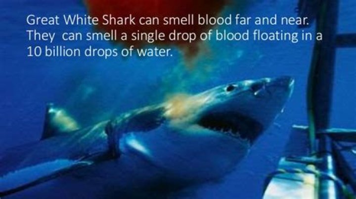 Do sharks really smell blood?