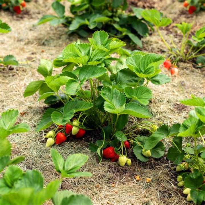 Do strawberry plants have deep roots?