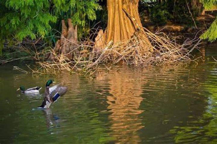 Do water moccasins eat ducks?
