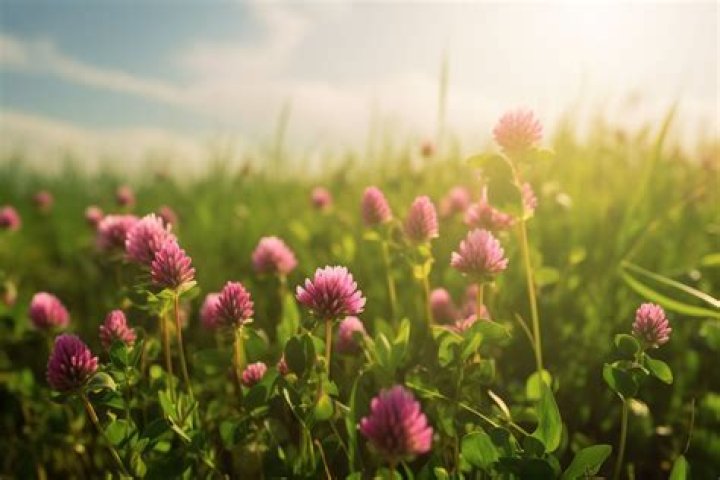 Does clover have flowers?
