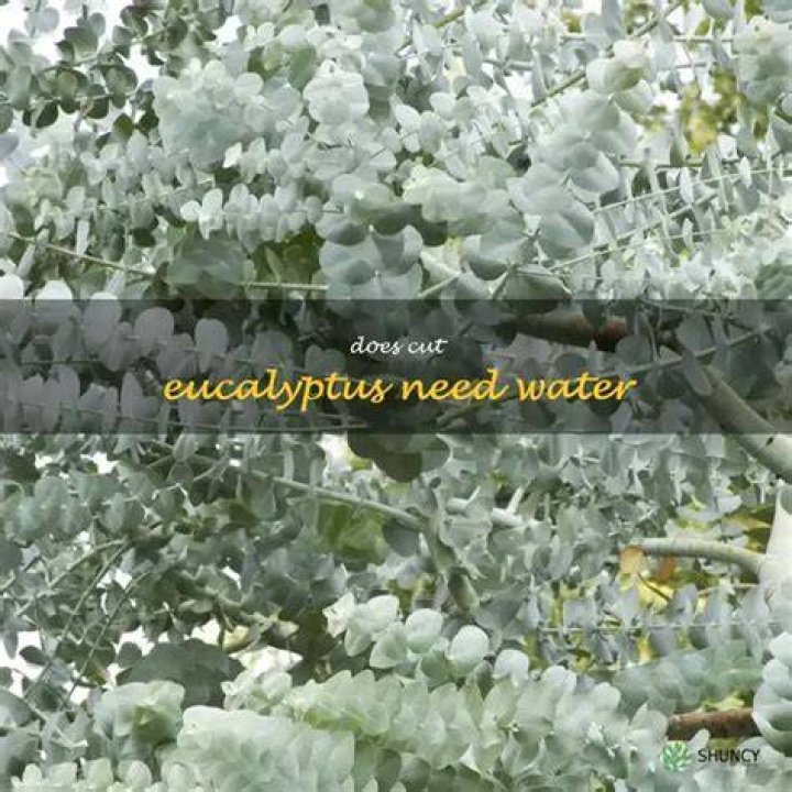 Does eucalyptus need to be kept in water?
