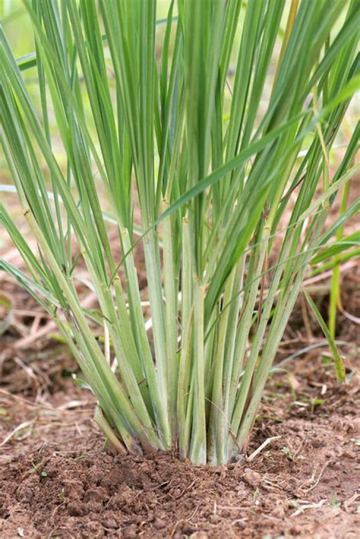 Does lemongrass grow well in Florida?