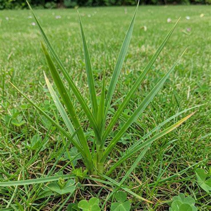Does nutsedge die in winter?