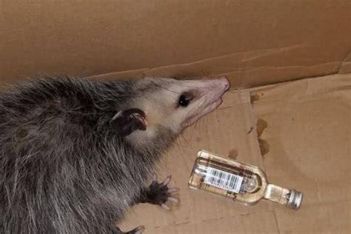 drunk possum florida