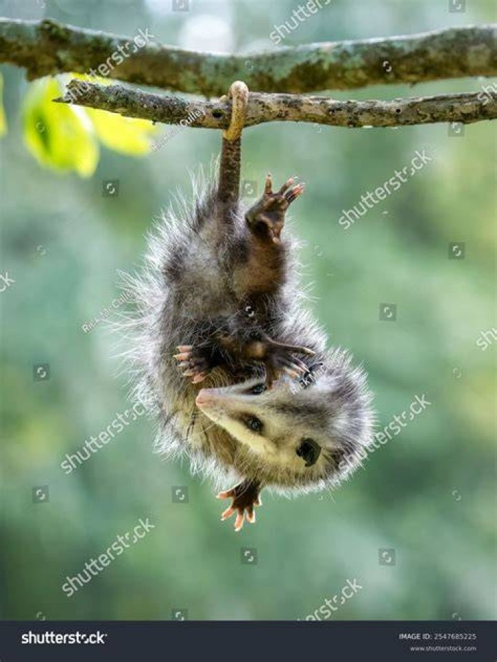 drunk possum