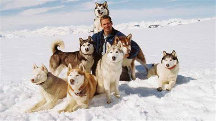 Eight Below - Cast, Ages, Trivia