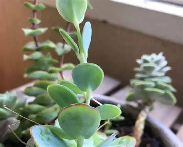 How do you fix root rot in Daphne?
