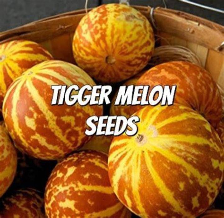 How do you grow a Tigger melon?