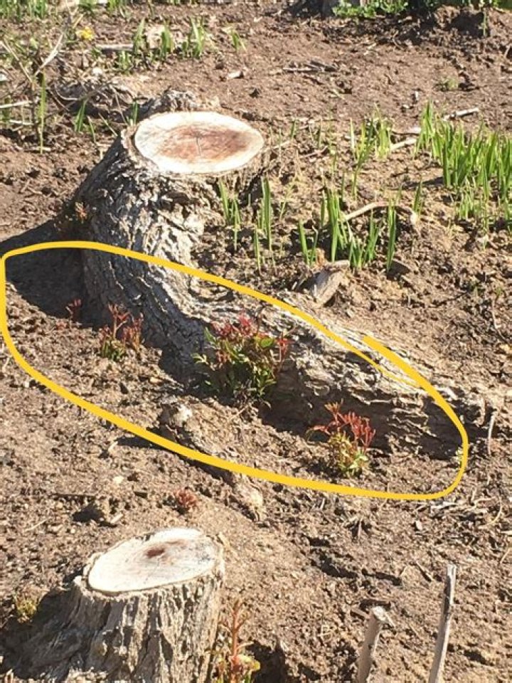 How do you kill Brazilian pepper tree roots?