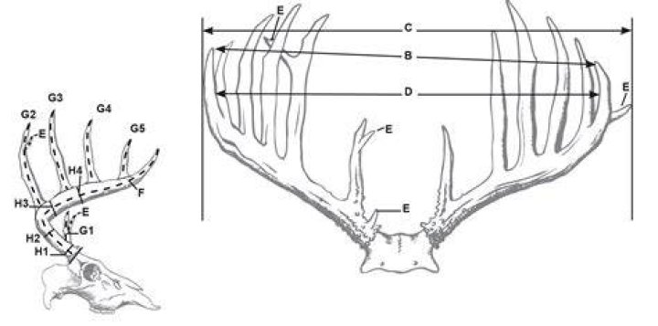 How do you measure deer antlers?