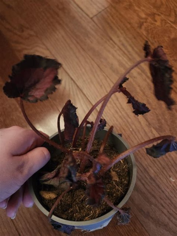 How do you save a dying begonias?