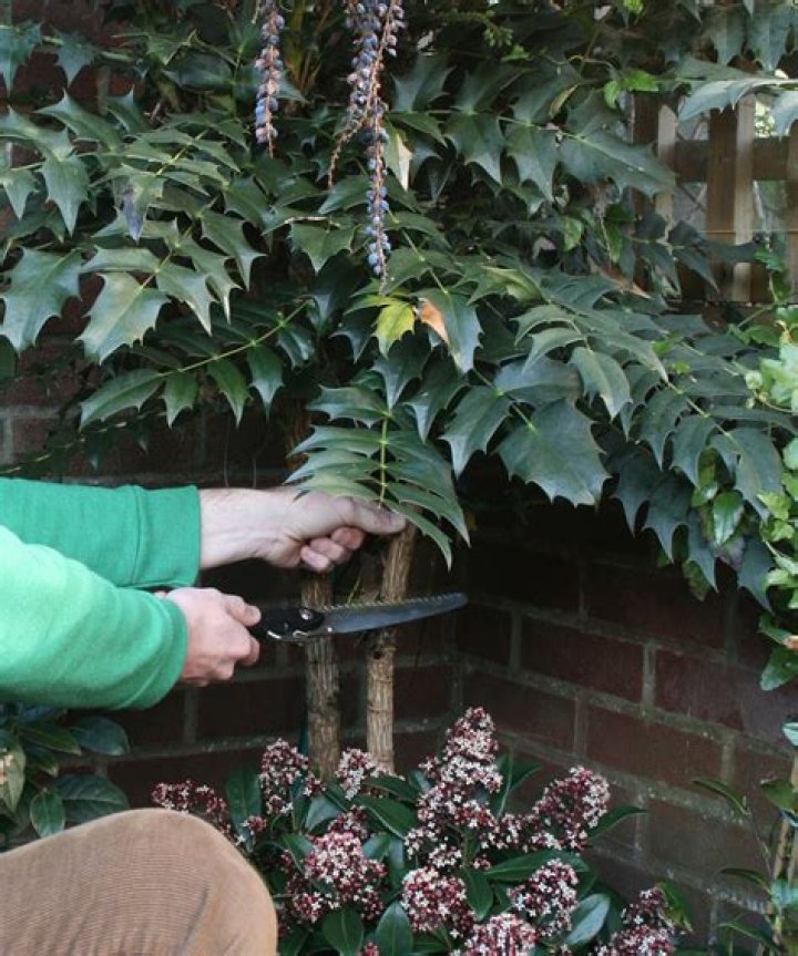 How far can you cut back Mahonia?