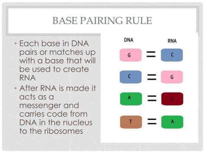 How is the base pairing rule for mRNA different?