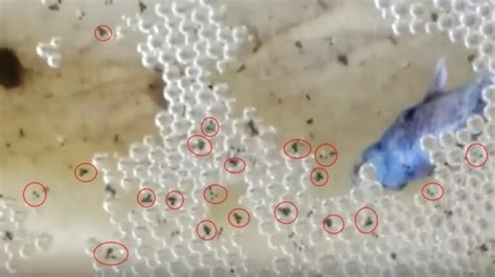 How long does it take for the fish eggs to hatch?