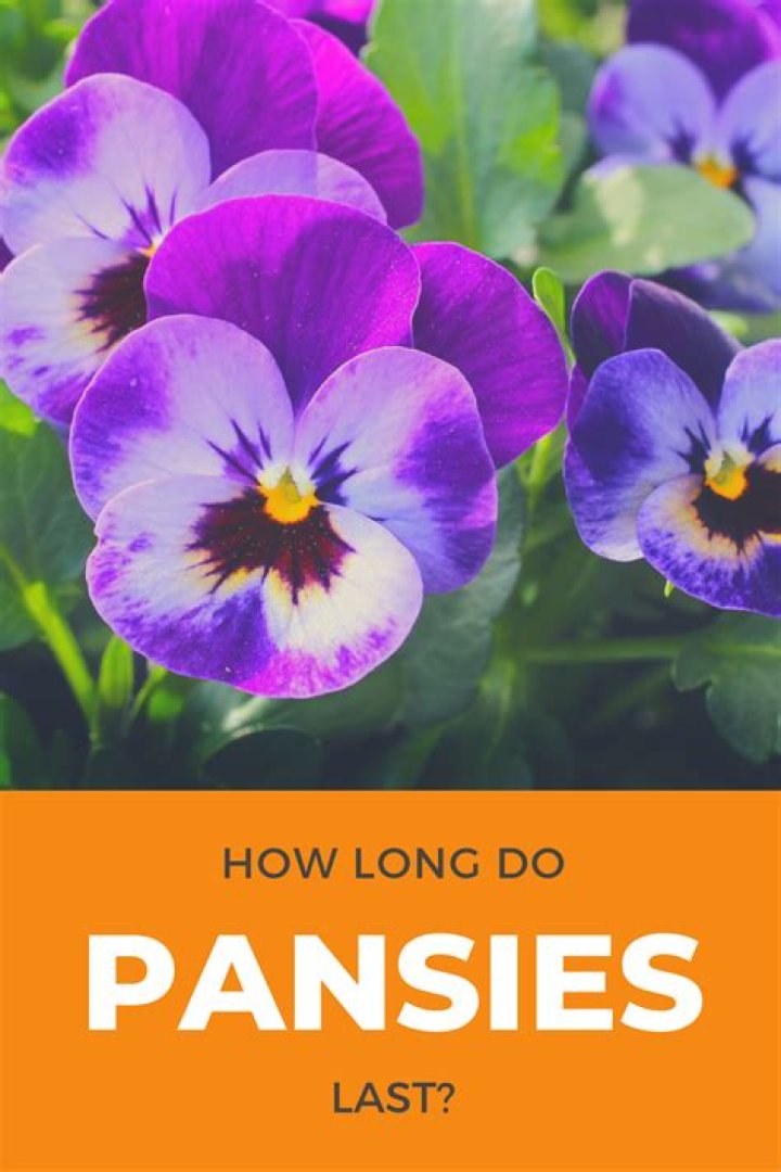 How long will winter pansies last?