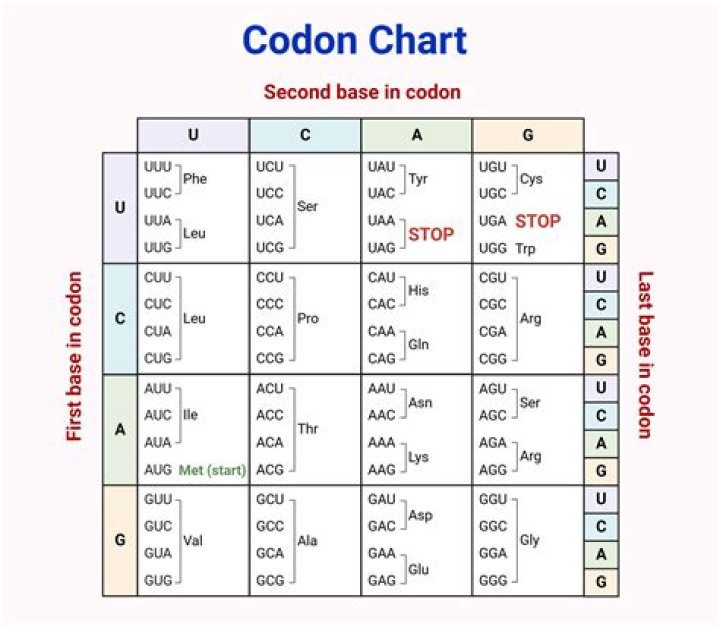 How many codons are needed to make 4 amino acids?