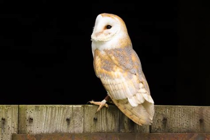 Is a barn owl a tertiary consumer?