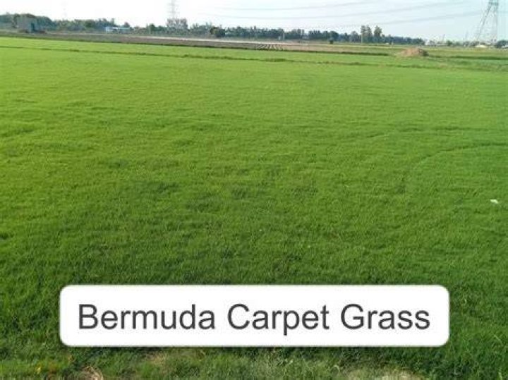 Is Bermuda a carpet grass?